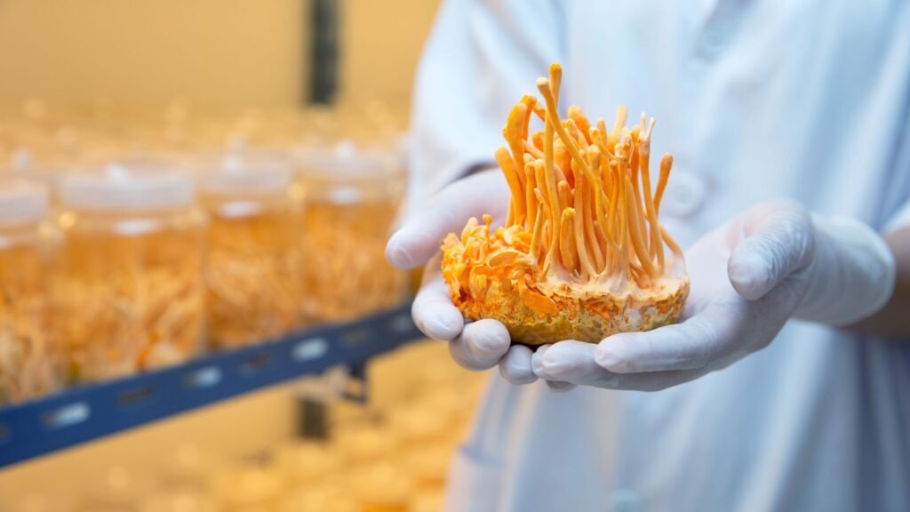 Cordyceps Militaris