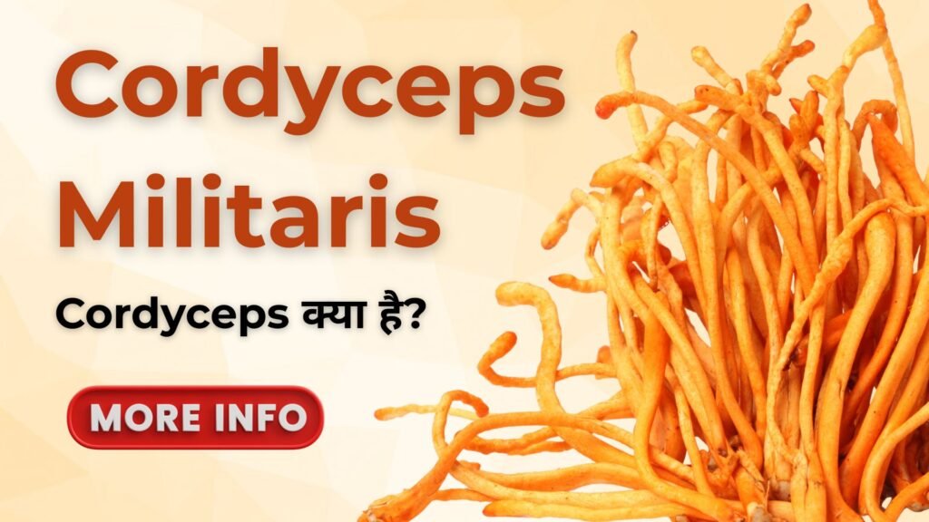 cordyceps militaris