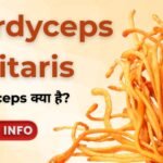 cordyceps militaris
